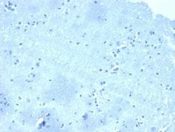 p120-catenin Antibody (CTNND1/4501) - Azide and BSA Free, Novus Biologicals 100 &mu;g | Buy Online | Novus Biologicals | Fisher Scientific
